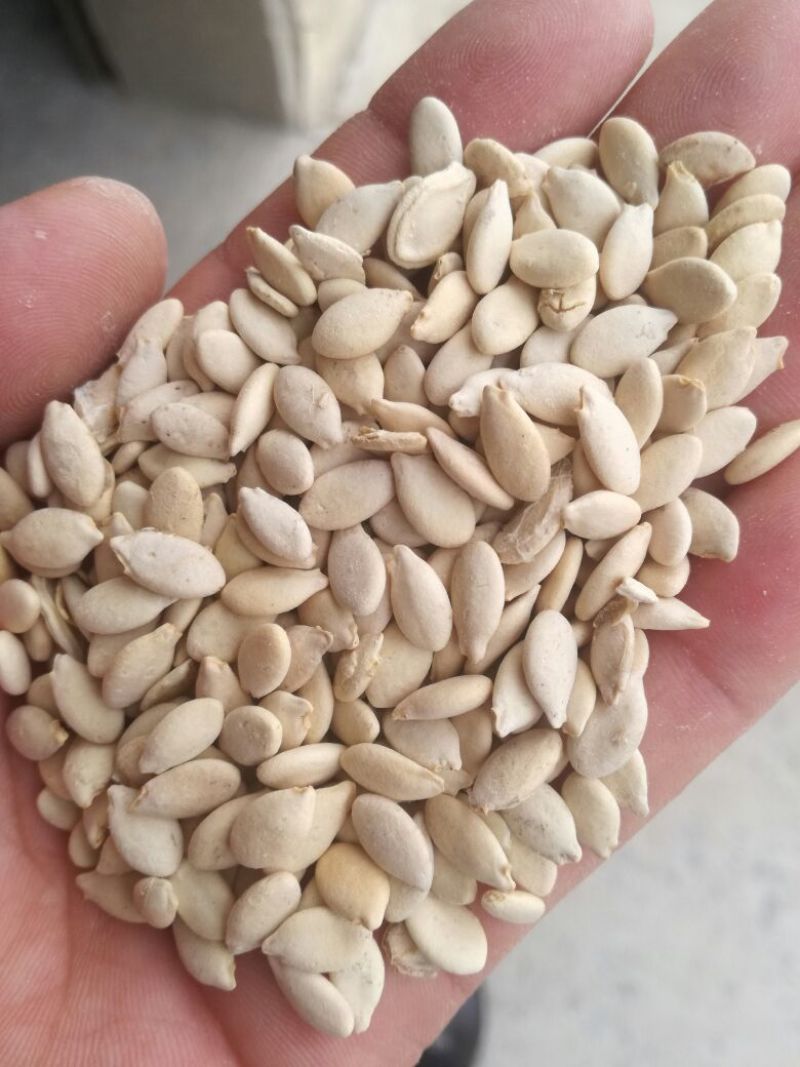 冬瓜子，双边，单边，一级质量，饱满度好，净度好