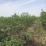 水蜜桃100mm以上