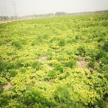油牡丹苗10~20cm