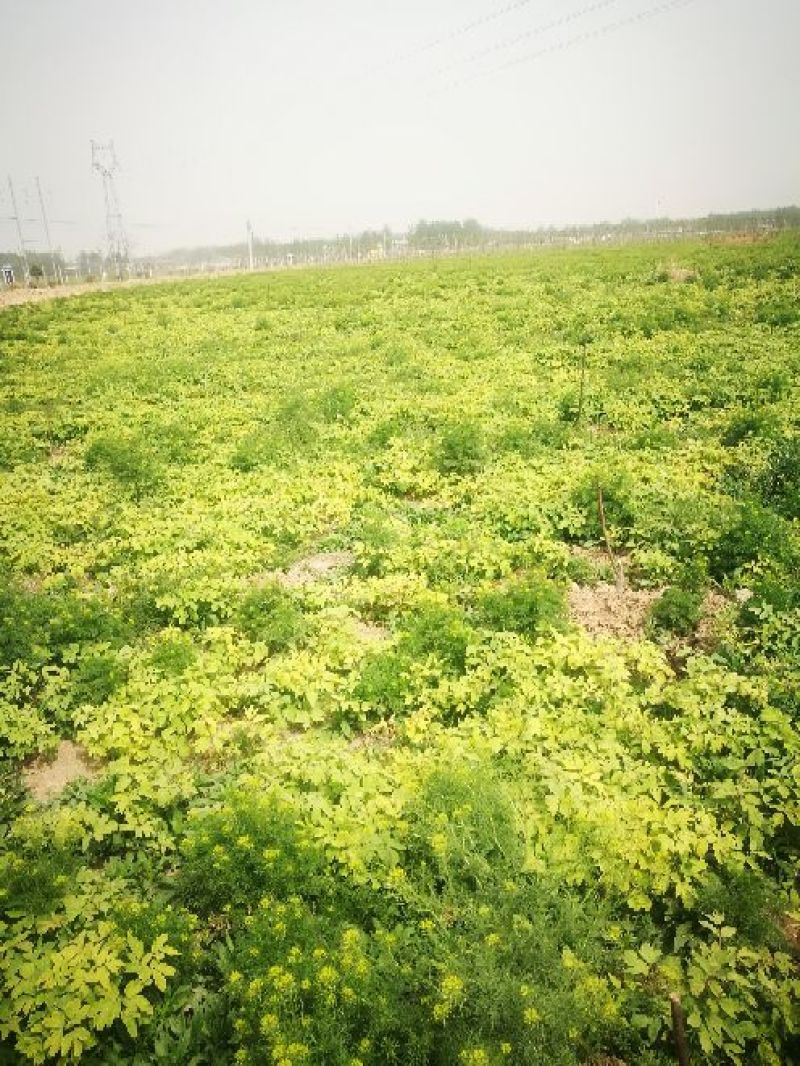 油牡丹苗10~20cm