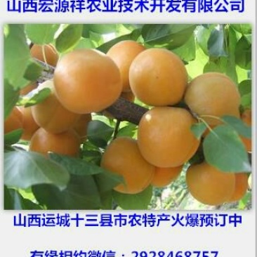 金太阳杏45mm以上