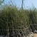 山东省银杏小苗2-8公分壮苗苗圃种植、庭院小区