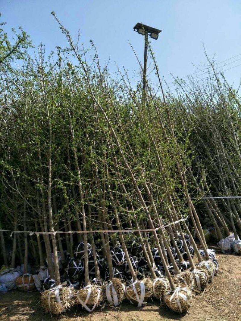 山东省银杏小苗2-8公分壮苗苗圃种植、庭院小区
