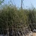 山东省银杏小苗2-8公分壮苗苗圃种植、庭院小区