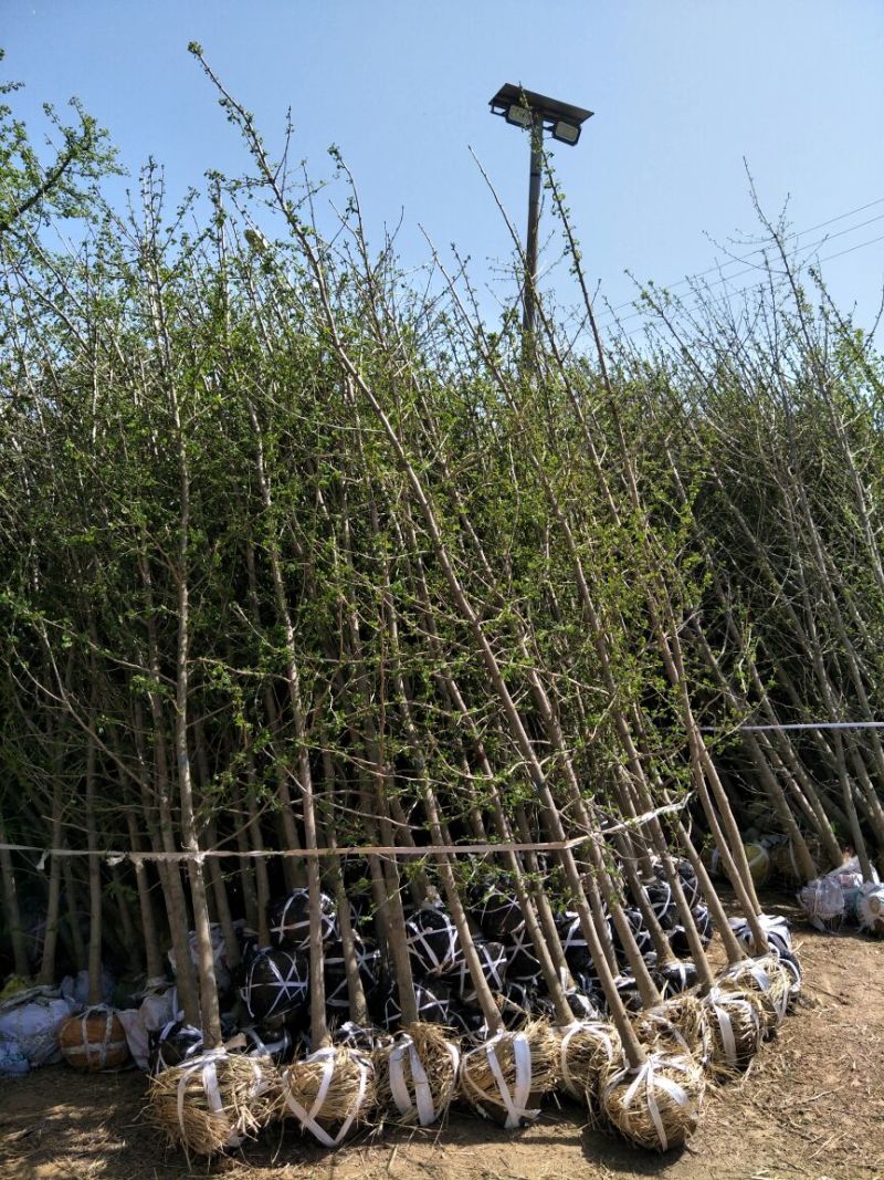 山东省银杏小苗2-8公分壮苗苗圃种植、庭院小区