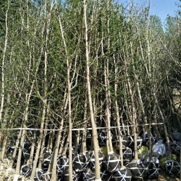 山东省银杏小苗2-8公分壮苗苗圃种植、庭院小区