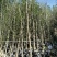 山东省银杏小苗2-8公分壮苗苗圃种植、庭院小区