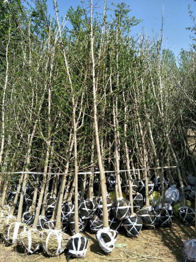 山东省银杏小苗2-8公分壮苗苗圃种植、庭院小区