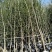 山东省银杏小苗2-8公分壮苗苗圃种植、庭院小区