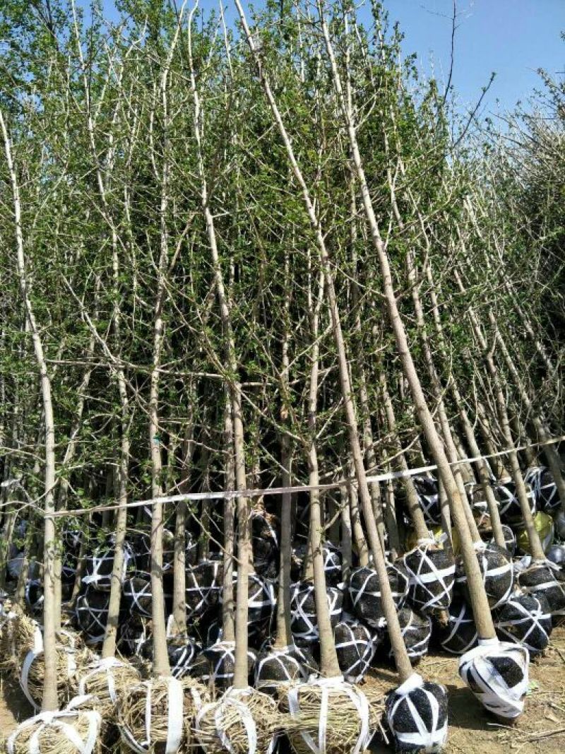 山东省银杏小苗2-8公分壮苗苗圃种植、庭院小区