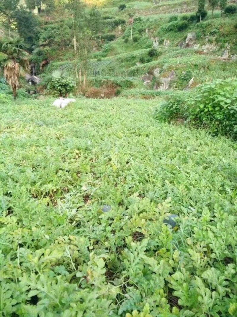 麒麟西瓜磐安高山西瓜头批西瓜带叶子当天摘新鲜