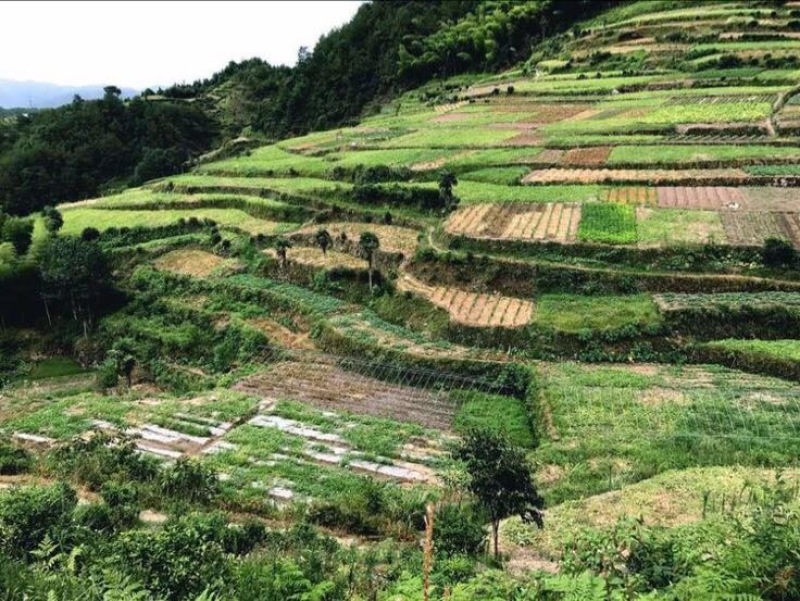 麒麟西瓜磐安高山西瓜头批西瓜带叶子当天摘新鲜
