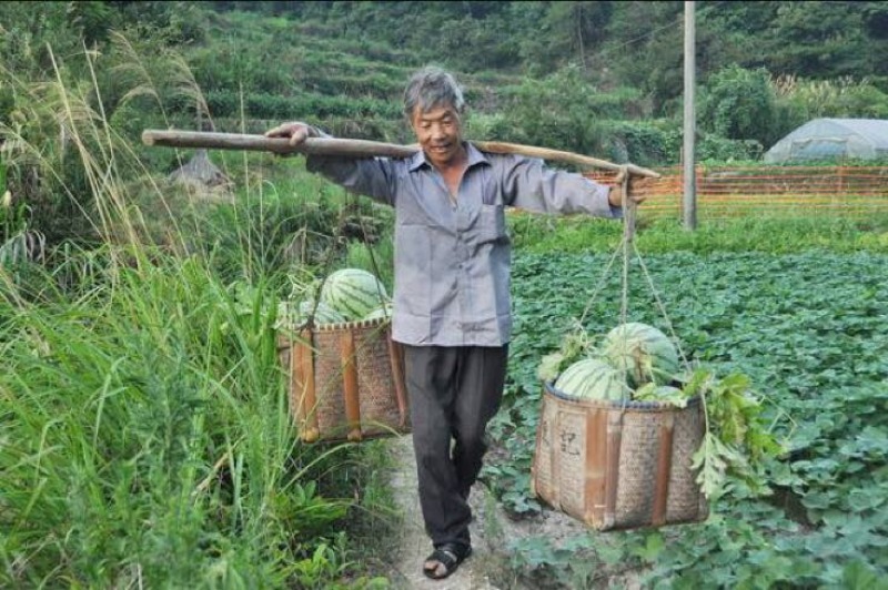 麒麟西瓜磐安高山西瓜头批西瓜带叶子当天摘新鲜