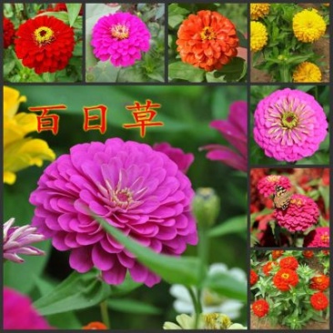 百日草种子花卉种子发芽快花期长10斤/亩
