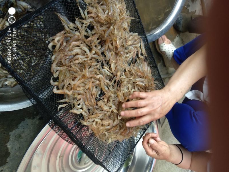 对虾干