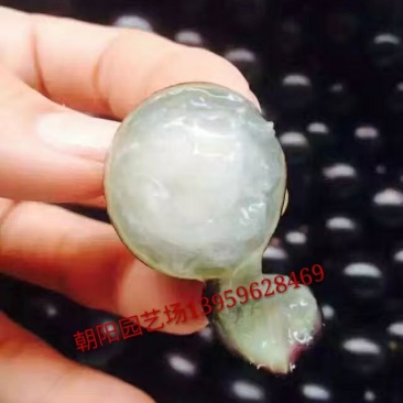 嘉宝果10~12g