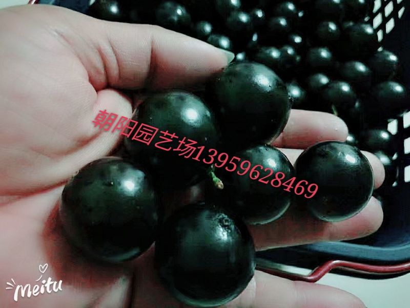 嘉宝果10~12g