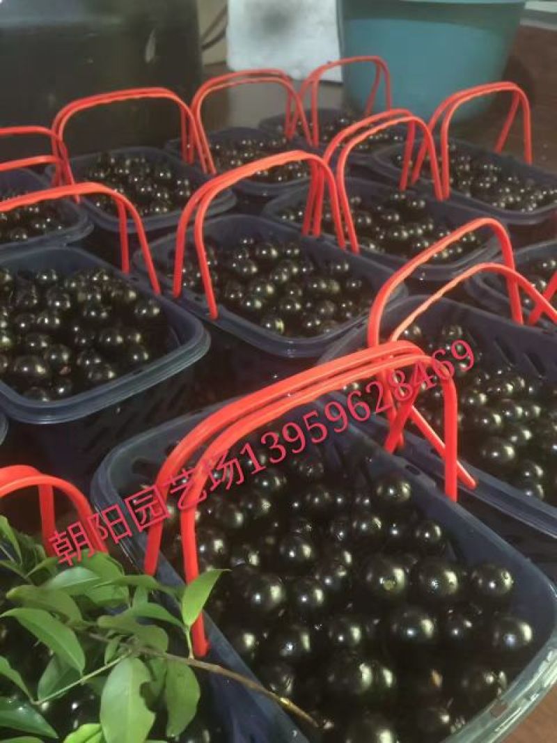 嘉宝果10~12g