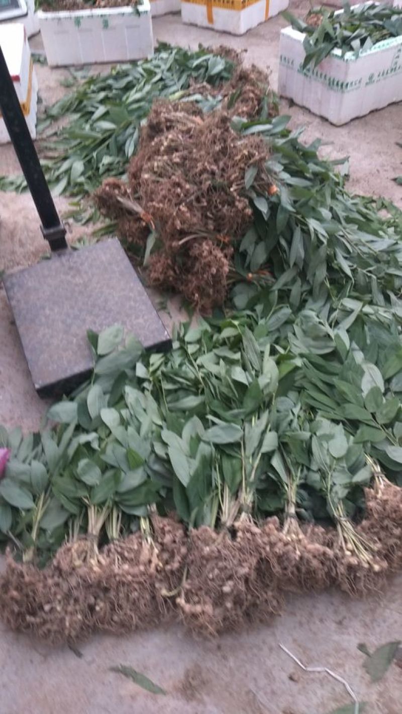 黄精种苗