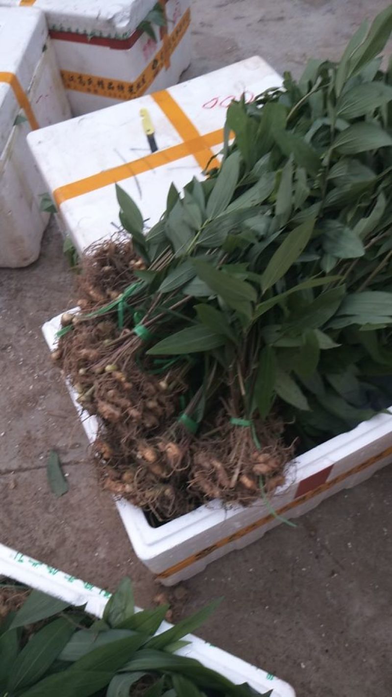 黄精种苗