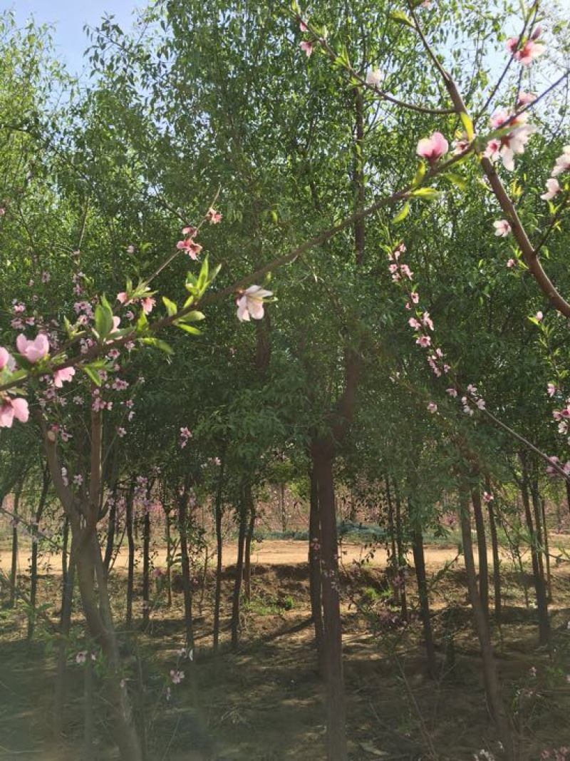 丝绵木171~200cm