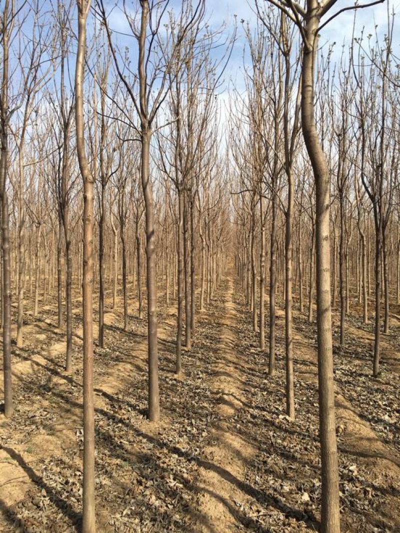 揪树3.5~4m