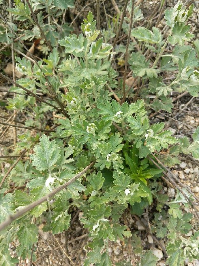 艾草苗艾根艾苗野生艾叶苗可种可药用艾根