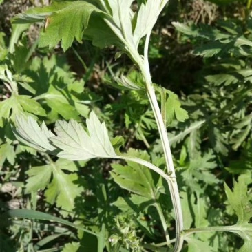 艾草苗艾根艾苗野生艾叶苗可种可药用艾根