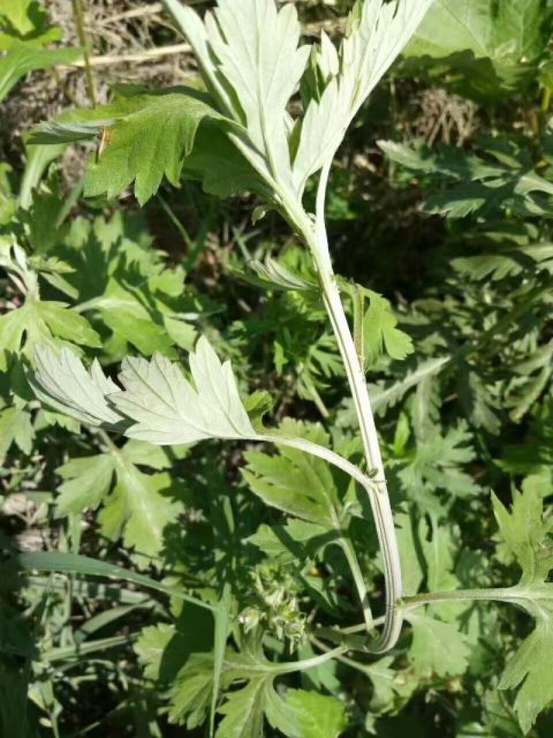 艾草苗艾根艾苗野生艾叶苗可种可药用艾根