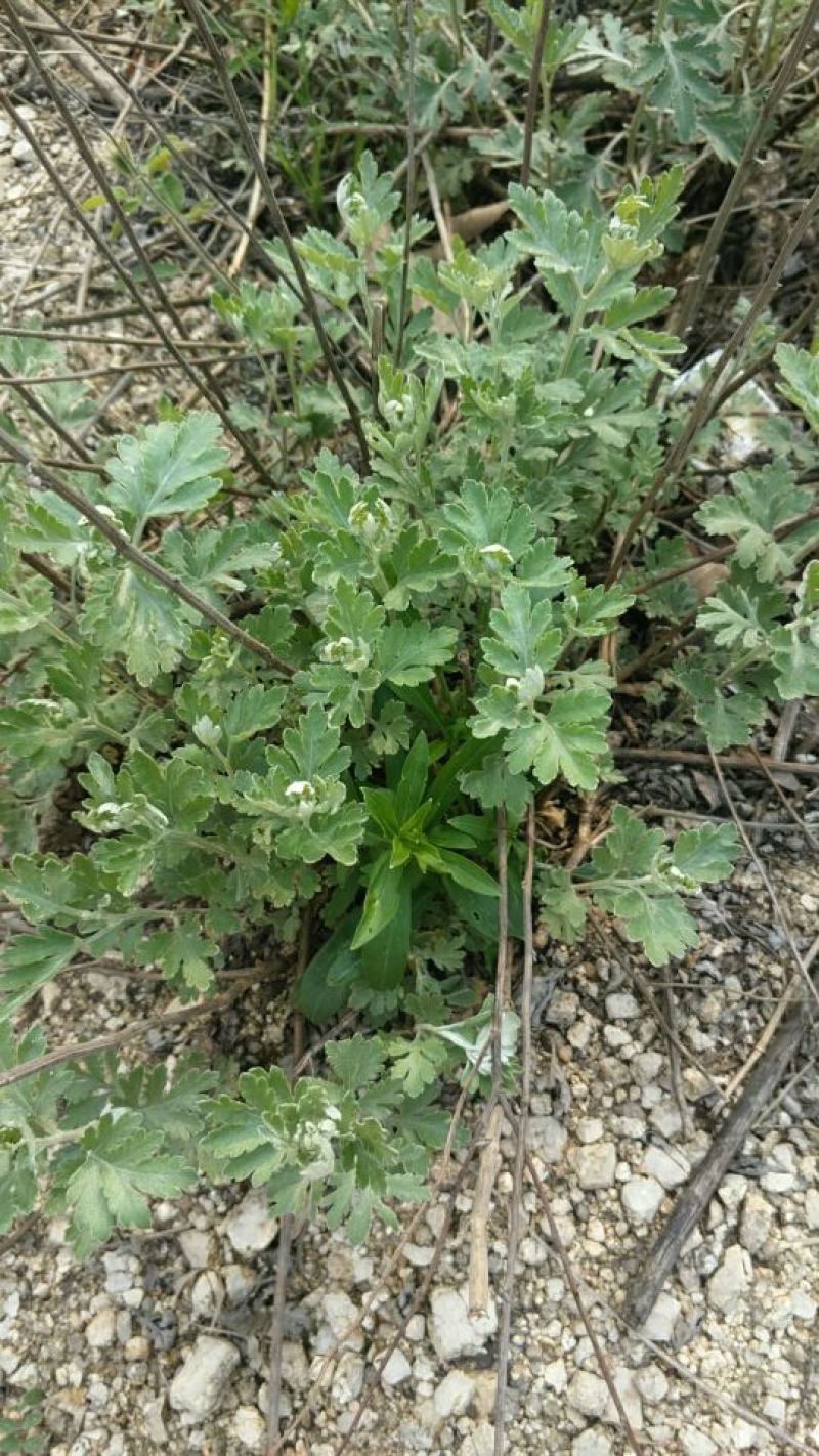 艾草苗艾根艾苗野生艾叶苗可种可药用艾根