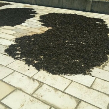 苦丁茶闽南话叫苦茶