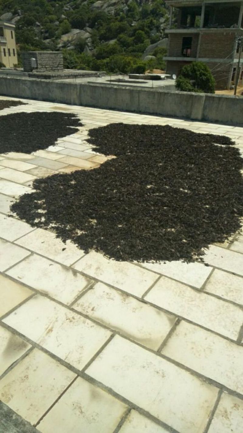 苦丁茶闽南话叫苦茶