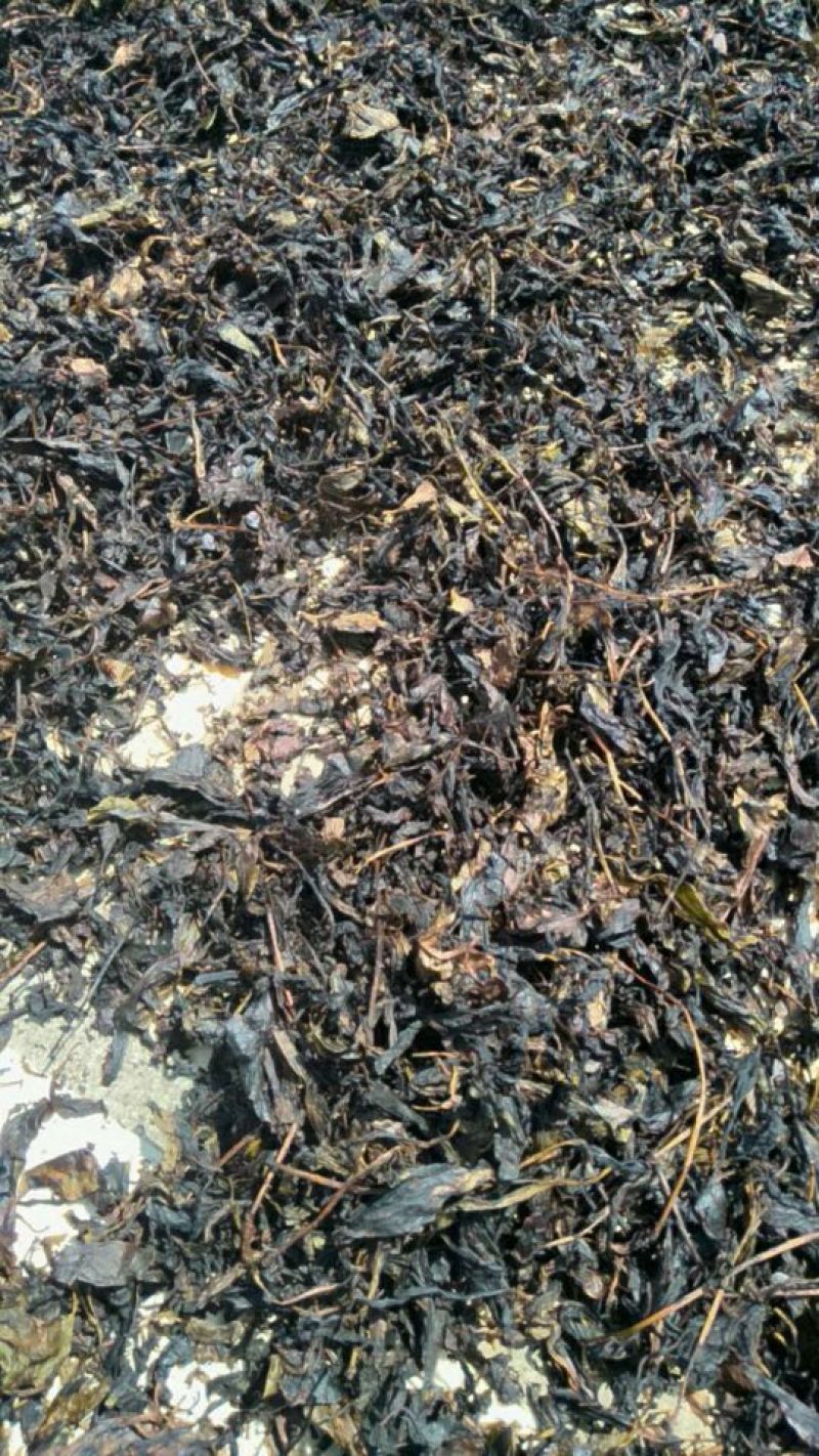 苦丁茶闽南话叫苦茶