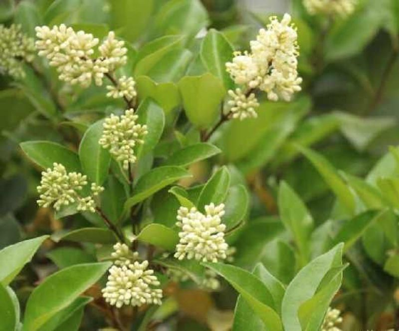 苦丁茶闽南话叫苦茶