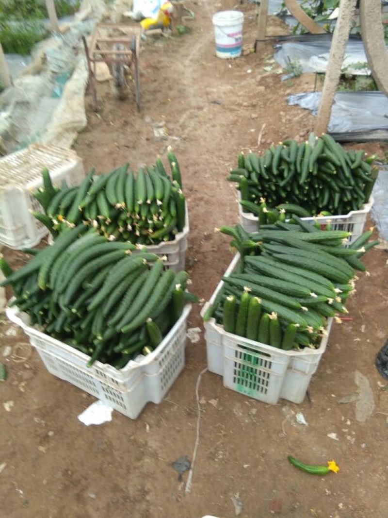 密刺黄瓜干花带刺18公分以下