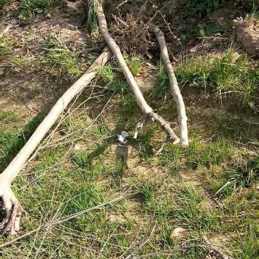 苹果树苗40~50cm