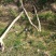 苹果树苗40~50cm