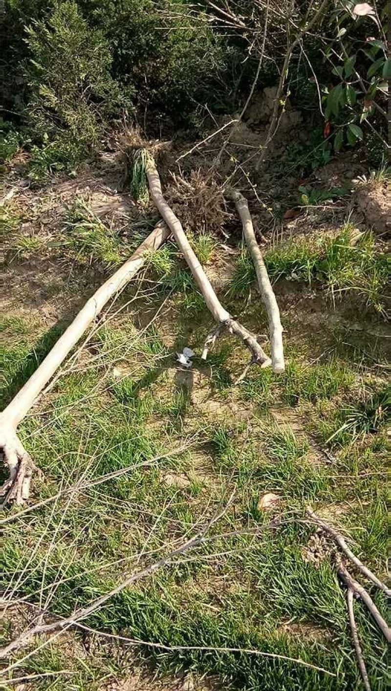 苹果树苗40~50cm