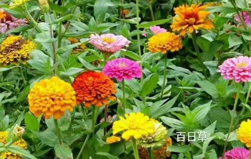 白三叶此一棵为一斤红三叶
