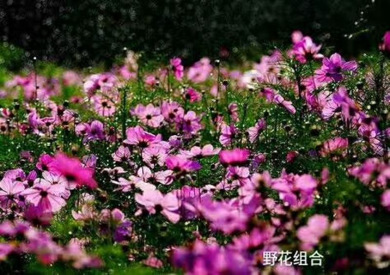 白三叶此一棵为一斤红三叶
