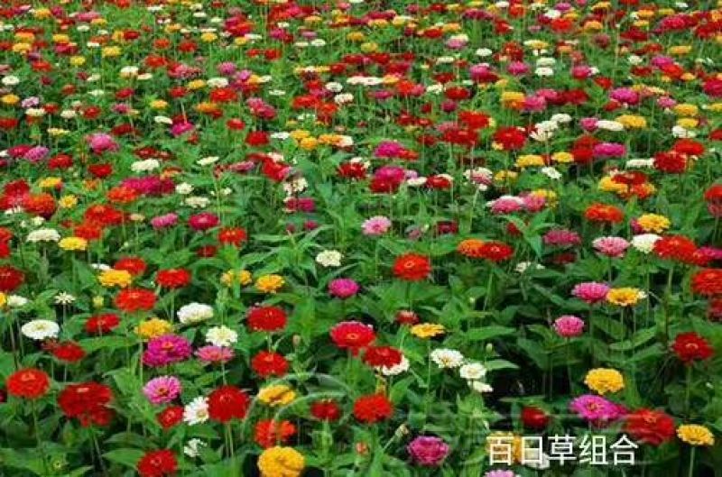 白三叶此一棵为一斤红三叶