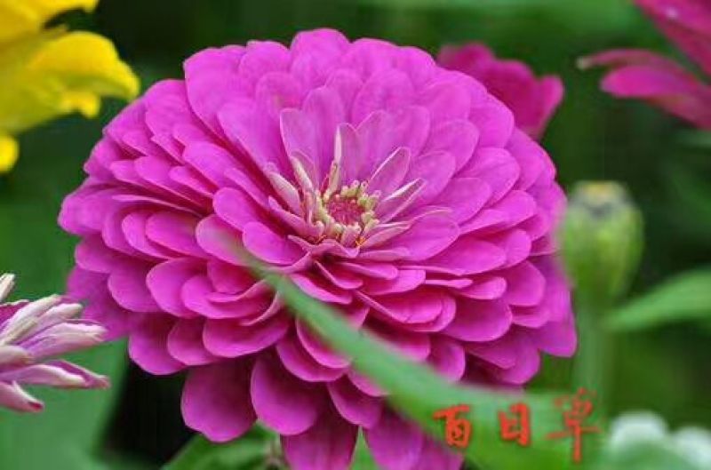 白三叶此一棵为一斤红三叶