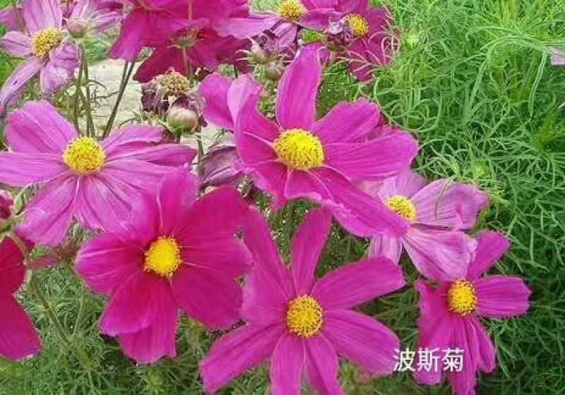 白三叶此一棵为一斤红三叶