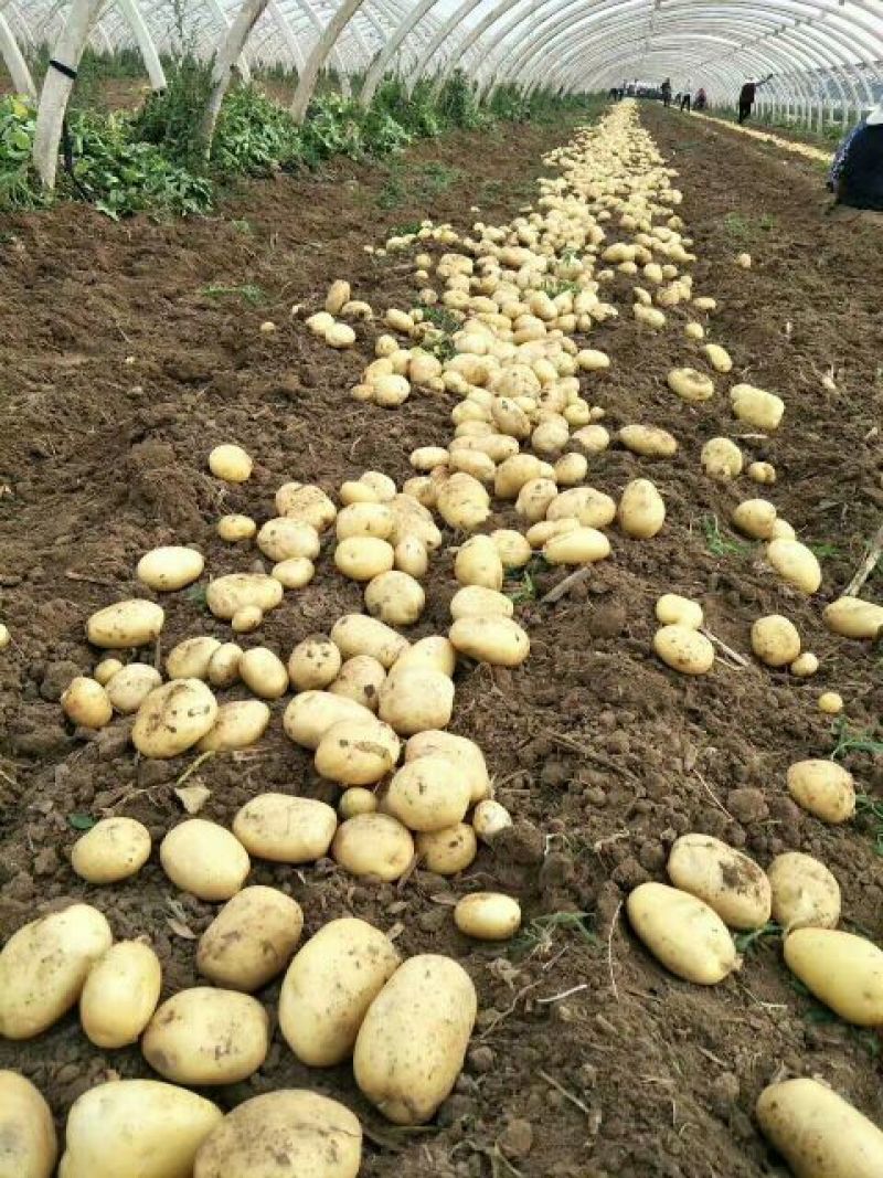 山东大棚新土豆1两以上通货全国发货货源充足