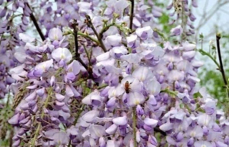 葛花菜葛花花菜树菜大棚葛花菜现货