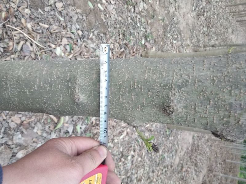 大叶女贞8~10cm