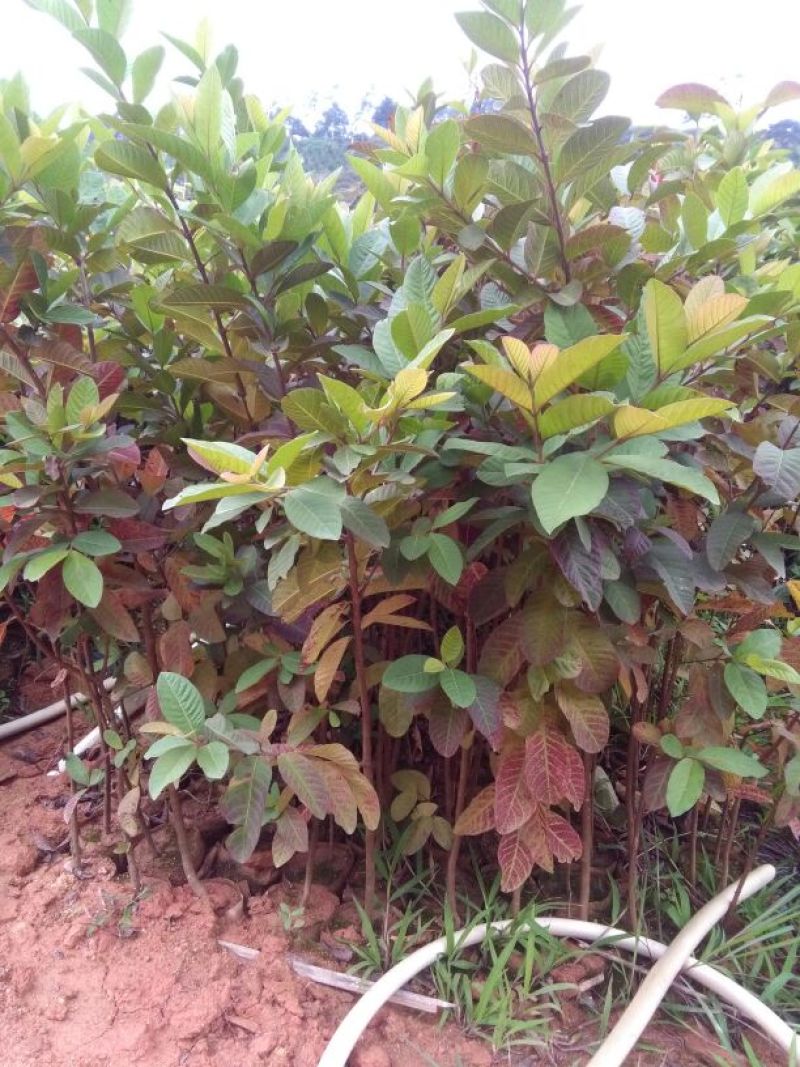 西瓜番石榴苗30~50cm