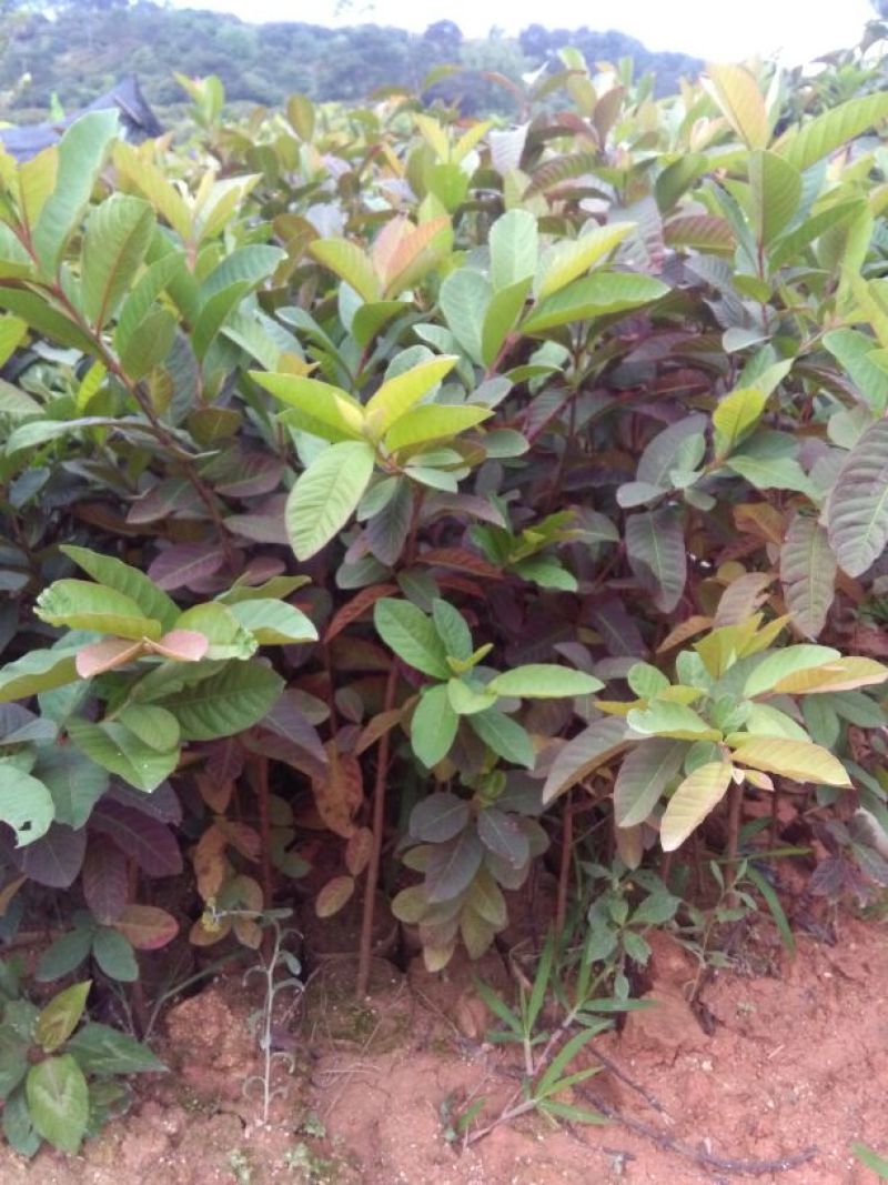 西瓜番石榴苗30~50cm