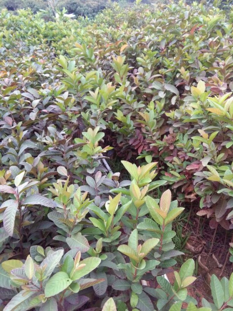 西瓜番石榴苗30~50cm