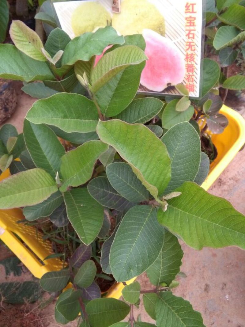 红宝石芭乐苗